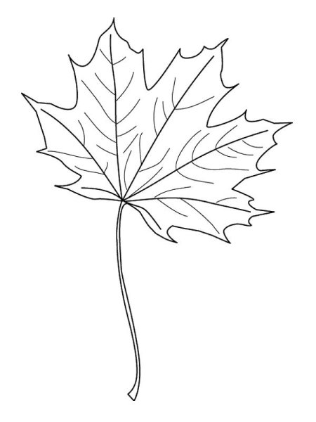 Кленовые листья букет раскраска