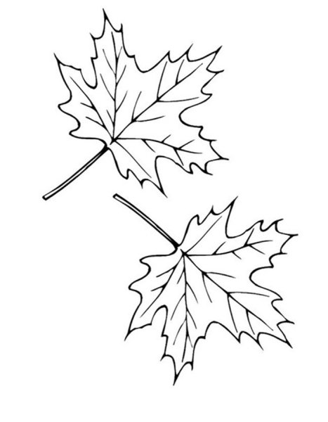 Трафареты кленовых листьев