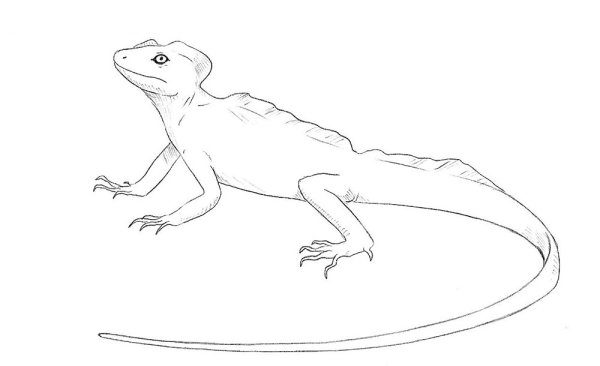 Ящерица рисунок карандашом