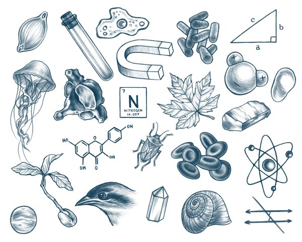 Биологические иллюстрации