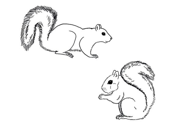 Белочка рисунок раскраска