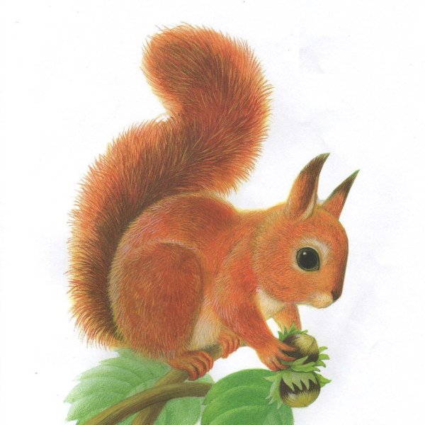 Картина белка для детей