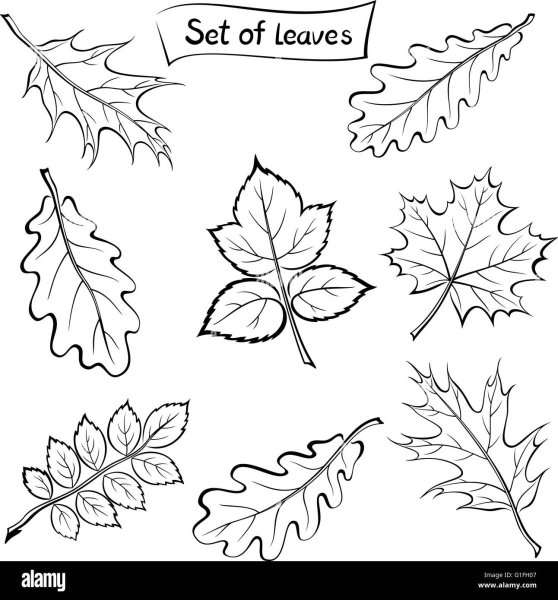 Листочки дуба для распечатки