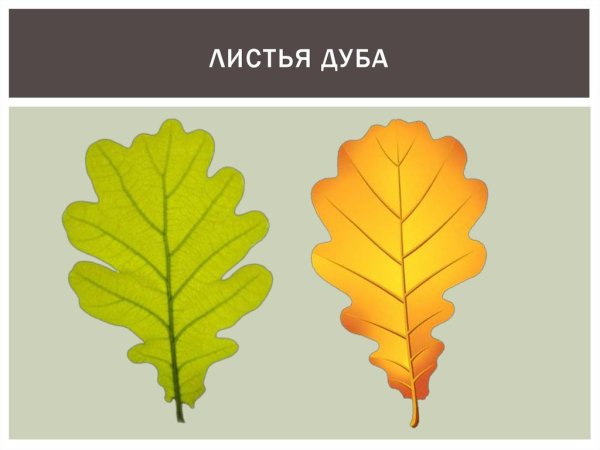 Листья клена и дуба