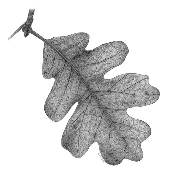 Дубовый лист