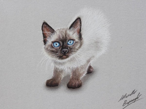 Сиамская кошка рисунок