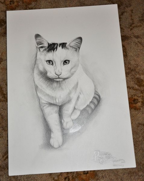 Котёнок рисунок карандашом