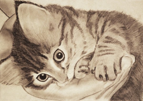 Котик рисунок карандашом