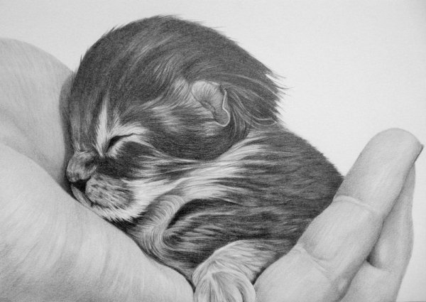 Милый котенок карандашом