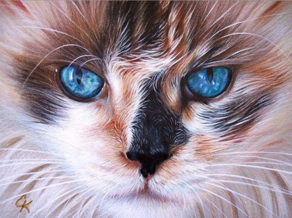 Художник Колотуша Елена (Elena Kolotusha)