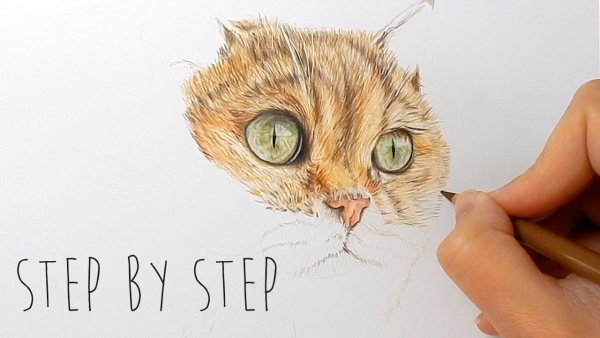 Шерсть цветными карандашами