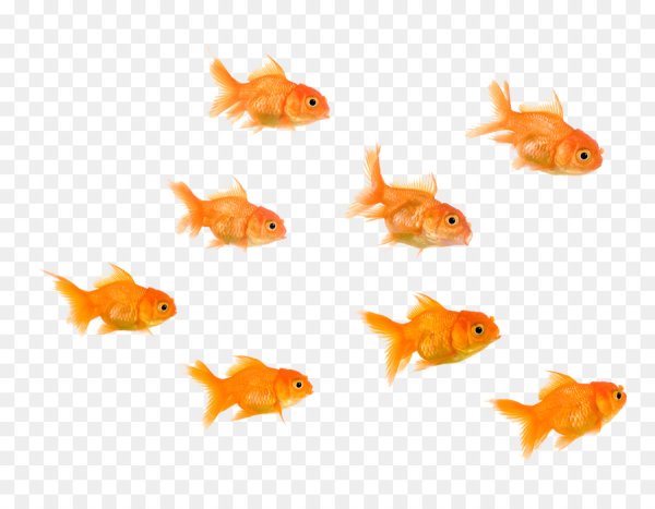 Много рыбы на белом фоне