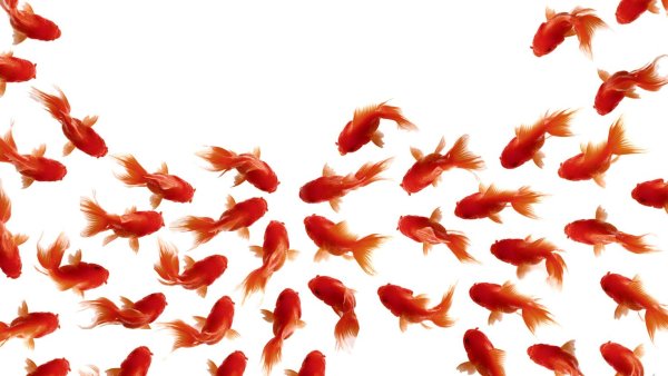 Стая рыб на белом фоне