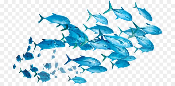 Рыбки для фотошопа на прозрачном фоне