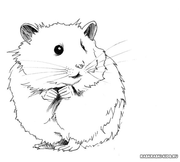 Раскраски хомячки джунгарики
