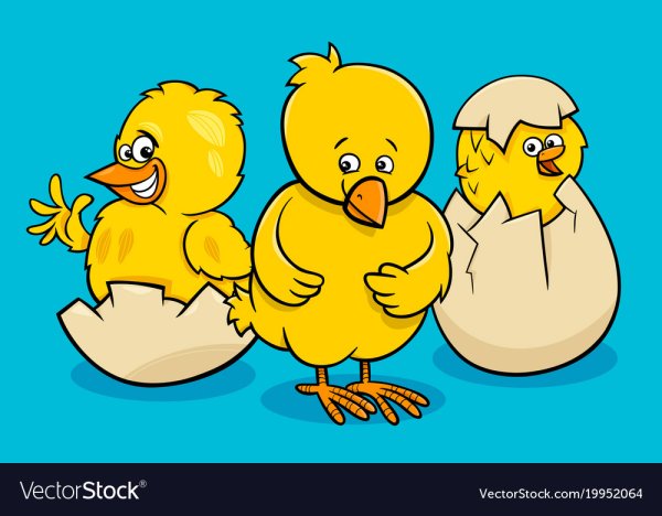 Невылупившиеся цыплята