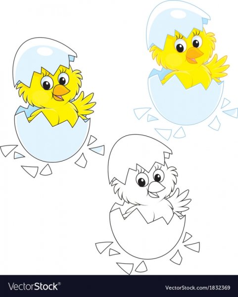 Мусорский болет не вылуплевших цеплят