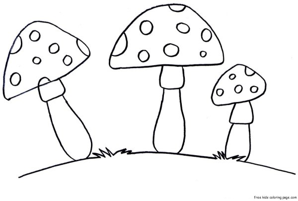 Мухомор справочник рисунок