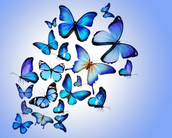 Синие бабочки на белом фоне