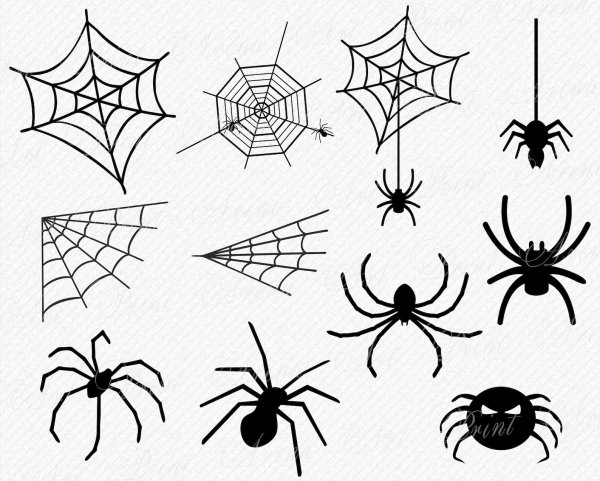 Паук на паутине вектор