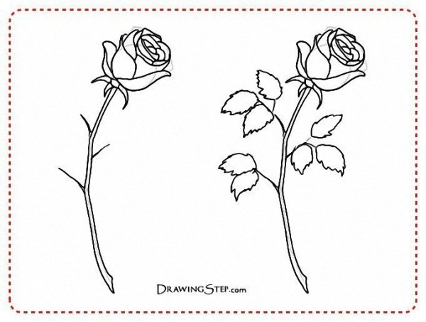Раскраска роза цветок