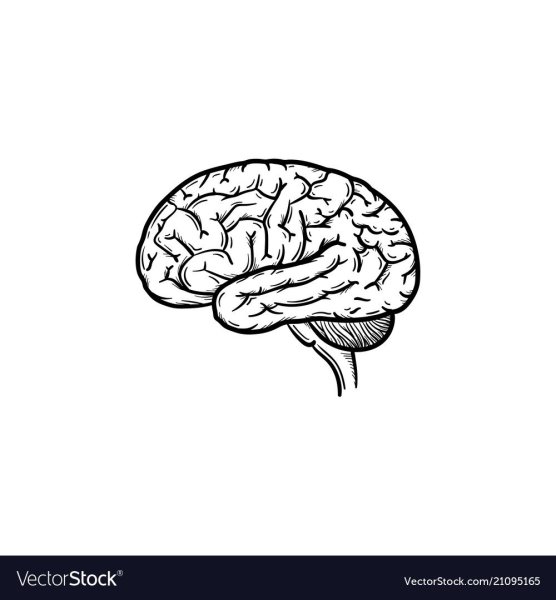 Нарисованный мозг маленький