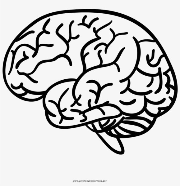 Мозг трафарет