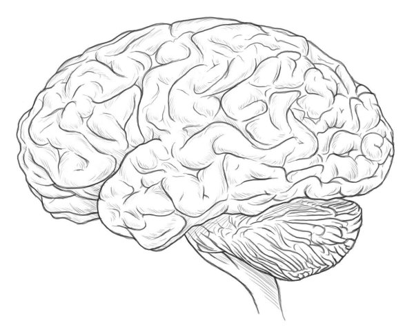 Мозг карандашом
