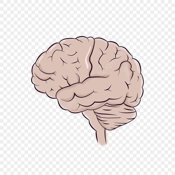 Мозг на белом фоне