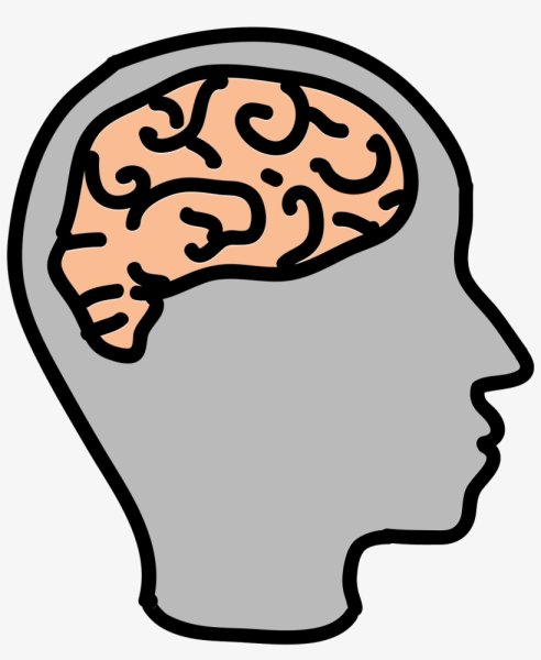 Мозг нарисованный