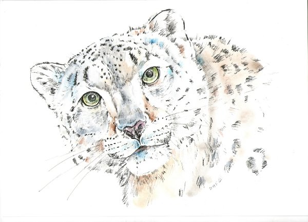 Снежный Барс рисунок