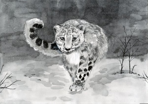 Тигренок эскиз