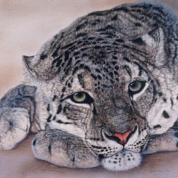 Снежный Барс раскраска для детей