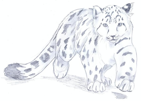 Снежный Барс рисунок