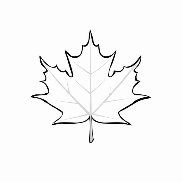 Картинка кленовый лист раскраска