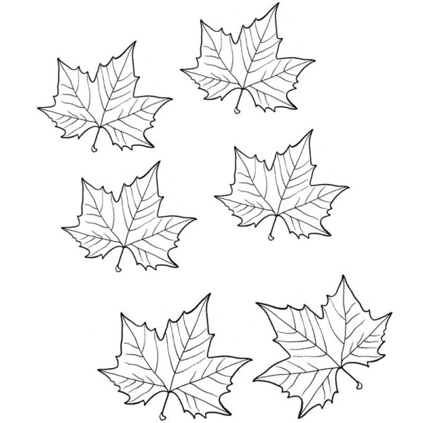 Раскраска осень кленовый лист