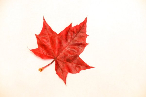 Маленькие листики