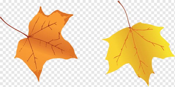 Желтый листок на прозрачном фоне