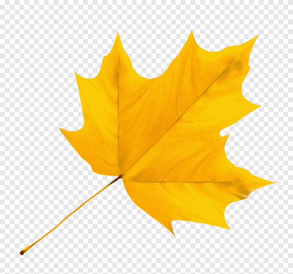 Желтые листья