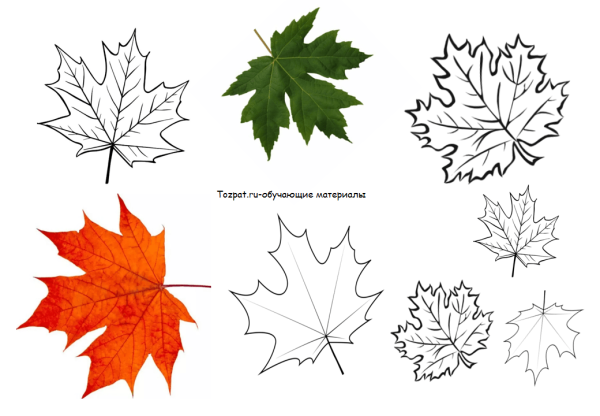 Лист клена схема