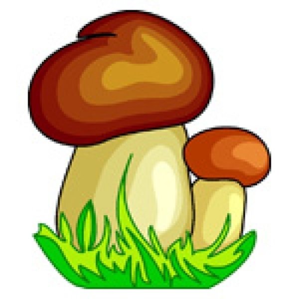 Белый гриб раскраска