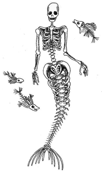 Анатомия скелета русалки