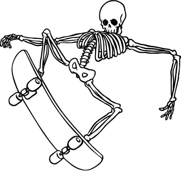 Скелет человека