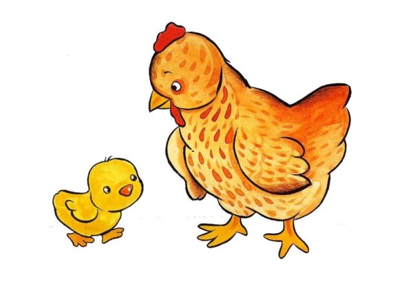 Цыпленок раскраска для детей