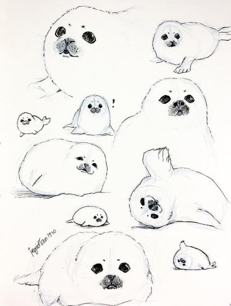 Тюлень скетч