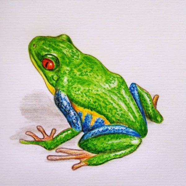 Лягушка маркерами