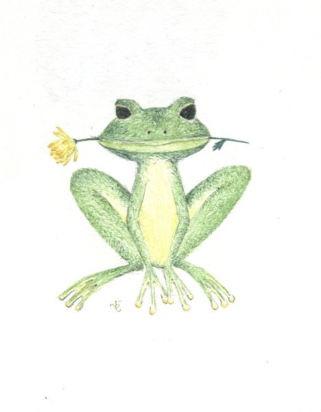 Лягушка рисунок карандашом