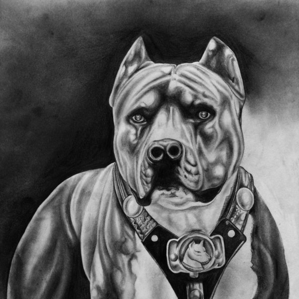 Dino Tomic рисунки