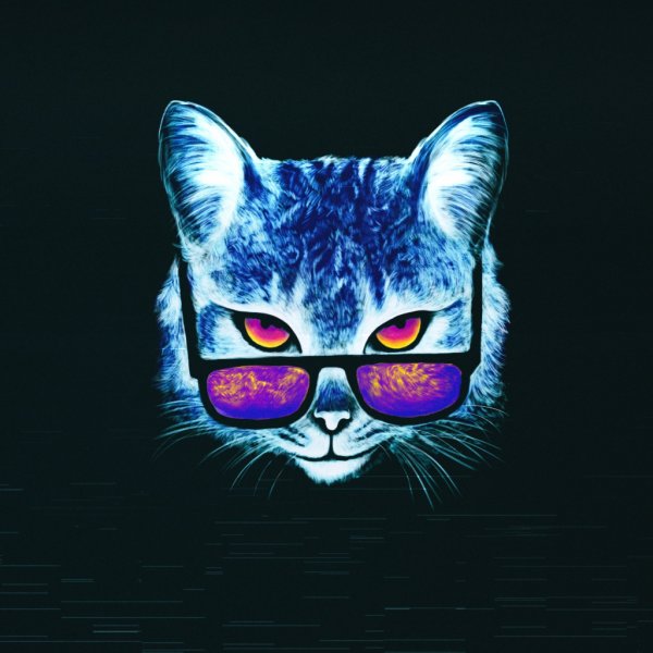 Кот в очках