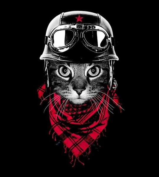 Хизер Метун одетые коты